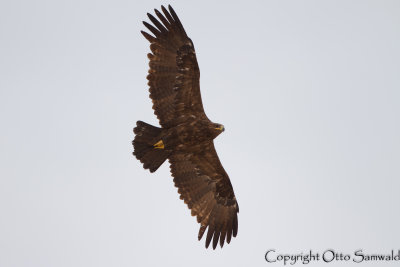 Steppe Eagle - Aquila nipalensis