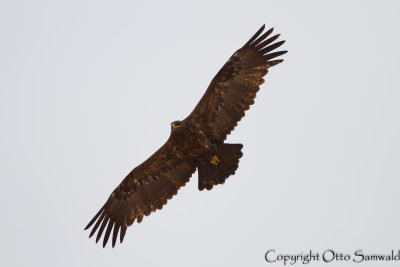 Steppe Eagle - Aquila nipalensis