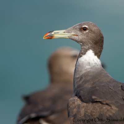 Sooty Gull - Larus hemprichii