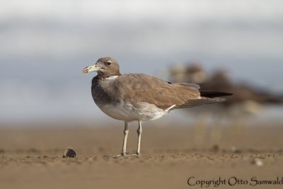 Sooty Gull - Larus hemprichii