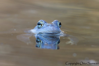 Moor Frog - Rana arvalis