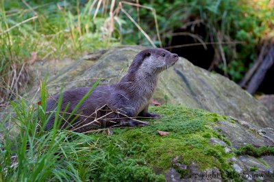 River Otter  - Lutra lutra