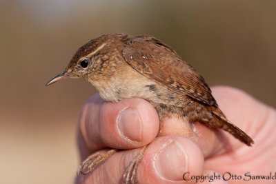 Wren - Troglodytes troglodytes