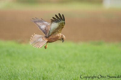 Marsh Harrier - Circus aeruginosus