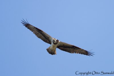 Osprey - Pandion haliaetus