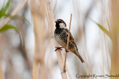 Spanish Sparrow - Passer hispaniolensis