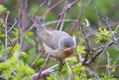 Subalpine Warbler - Sylvia cantillans