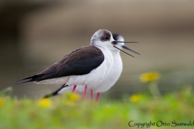 Black-winged Stilt - Himantopus himantopus