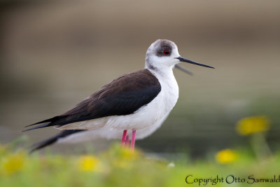 Black-winged Stilt - Himantopus himantopus