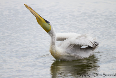 Dalmatian Pelican - Pelecanus crispus