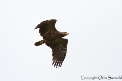 Lesser Spotted Eagle - Aquila pomarina