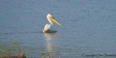 Dalmatian Pelican - Pelecanus crispus