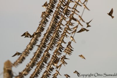 Sand Martin - Riparia riparia