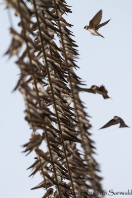 Sand Martin - Riparia riparia