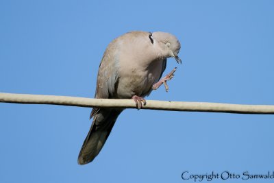 Collared Dove - Streptopelia decaocto