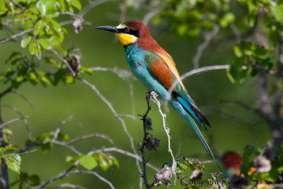 European Bee-eater - Merops apiaster