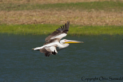 White Pelican - Pelecanus onocrotalus