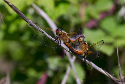 Blue Chaser - Libellula fulva