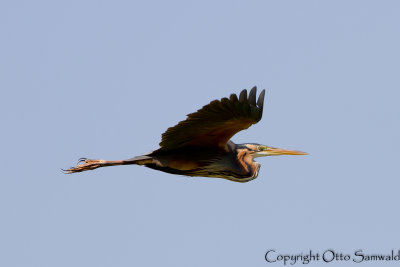 Purple Heron - Ardea purpurea