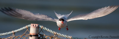 Common Tern - Sterna hirundo