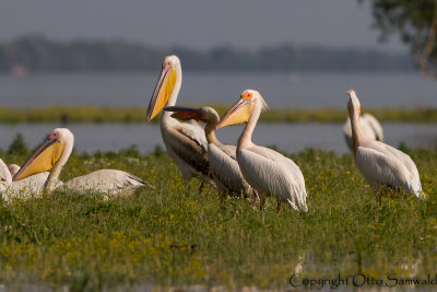 White Pelican - Pelecanus onocrotalus