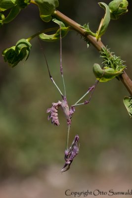 Empusa fasciata