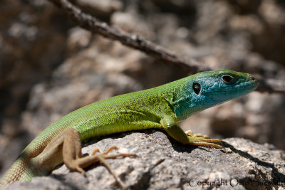 European Green Lizard - Lacerta viridis