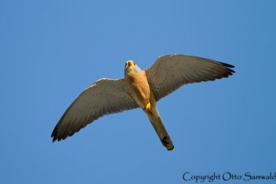 Lesser Kestrel - Falco naumanni