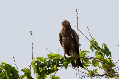 Lesser Spotted Eagle - Aquila pomarina
