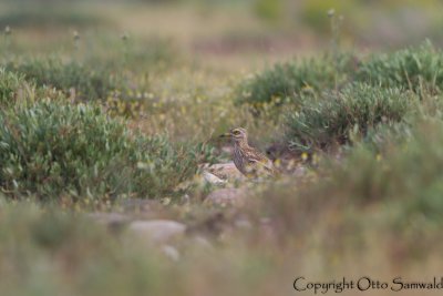 Stone Curlew - Burhinus oedicnemus