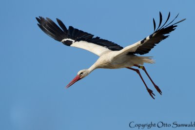 White Stork - Ciconia ciconia