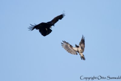 Common Raven - Corvus corax