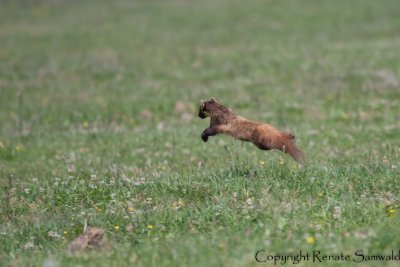 European Pine Marten - Martes martes