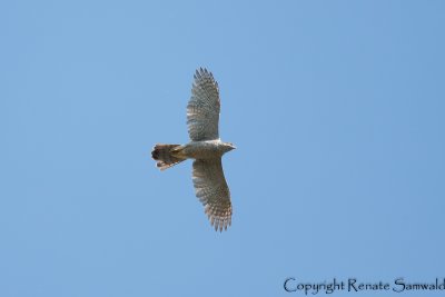 Northern Goshawk - Accipiter gentilis