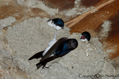 House Martin - Delichon urbica