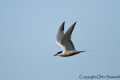 Common Tern - Sterna hirundo