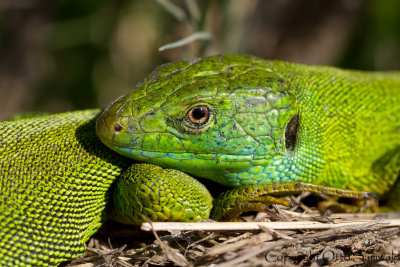 European Green Lizard - Lacerta viridis