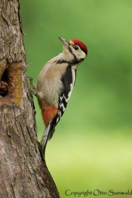 Great Spotted Woodpecker - Dendrocopos major