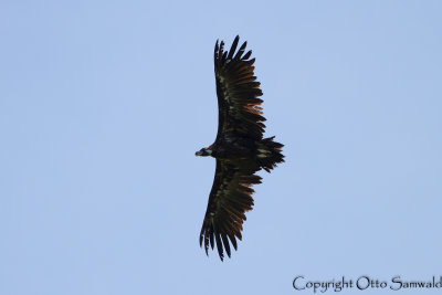 Black Vulture - Aegypius monachus
