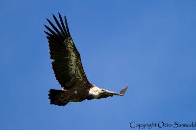 Griffon Vulture - Gyps fulvus