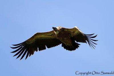 Griffon Vulture - Gyps fulvus