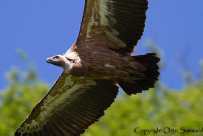 Griffon Vulture - Gyps fulvus