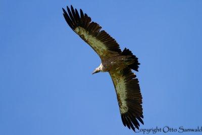 Griffon Vulture - Gyps fulvus