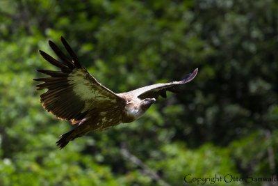 Griffon Vulture - Gyps fulvus