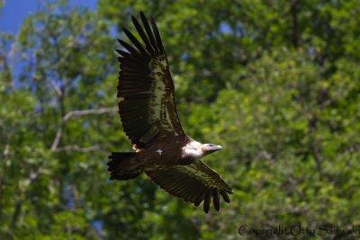 Griffon Vulture - Gyps fulvus