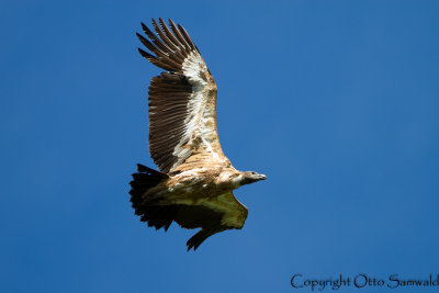 Griffon Vulture - Gyps fulvus