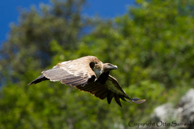 Griffon Vulture - Gyps fulvus