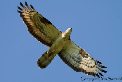 Honey Buzzard - Pernis apivorus