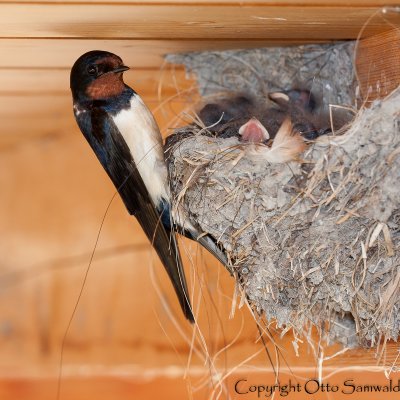 Barn Swallow - Hirundo rustica