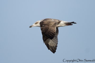 Yellow-legged Gull - Larus michahellis atlantis